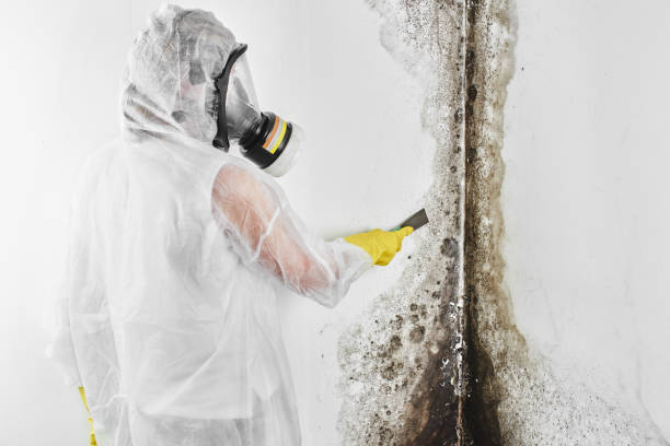 Best Commercial Mold Remediation in Mitchell, IN