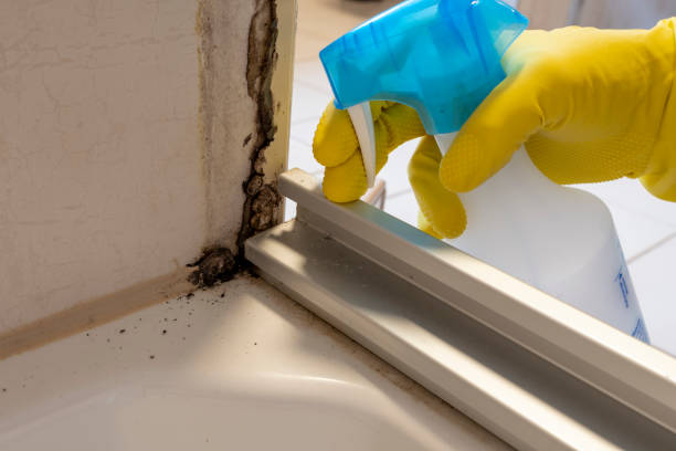 Best White Mold Remediation in Mitchell, IN