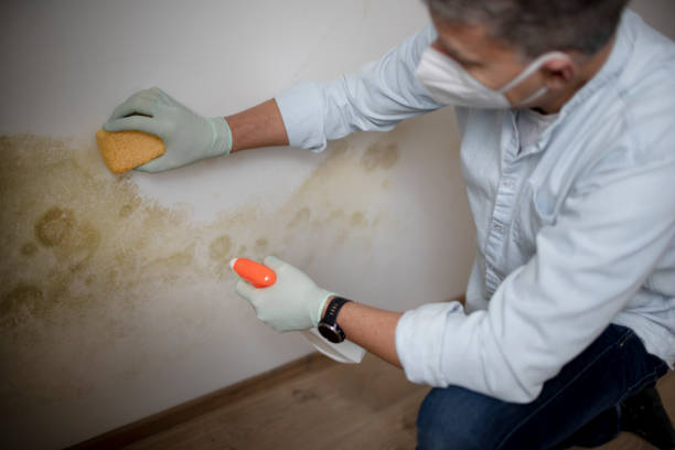 Best Commercial Mold Remediation in Mitchell, IN