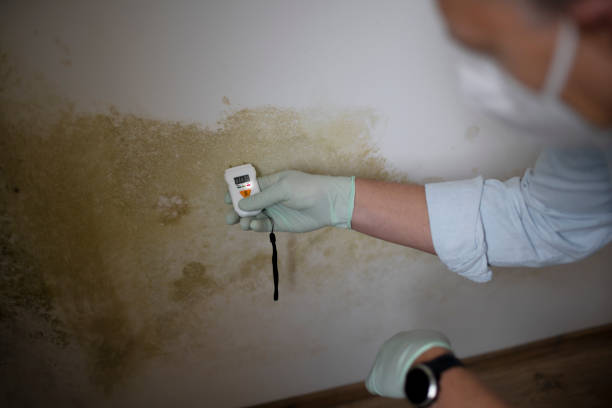 Best Crawl Space Mold Remediation in Mitchell, IN