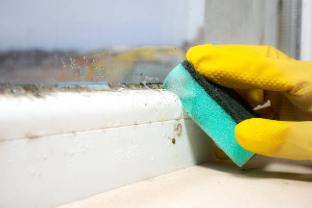 Best DIY Mold Remediation Support Services in Mitchell, IN