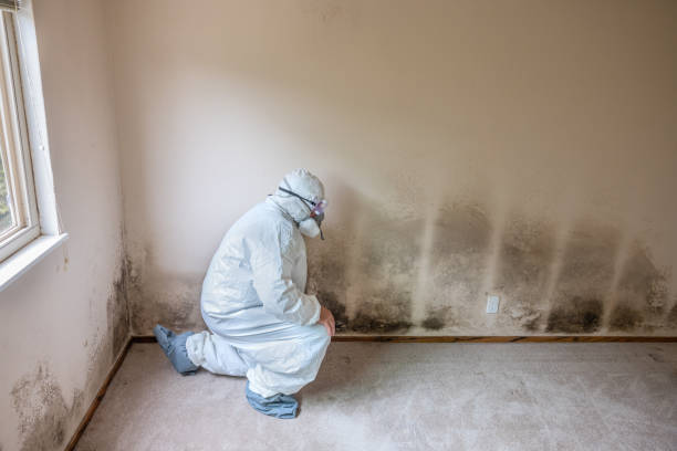 Best Black Mold Remediation in Mitchell, IN