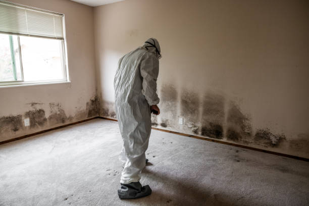 Best Residential Mold Remediation in Mitchell, IN
