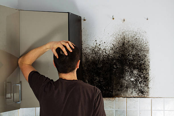 Best Bathroom Mold Remediation in Mitchell, IN