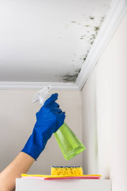 Best Kitchen Mold Remediation in Mitchell, IN